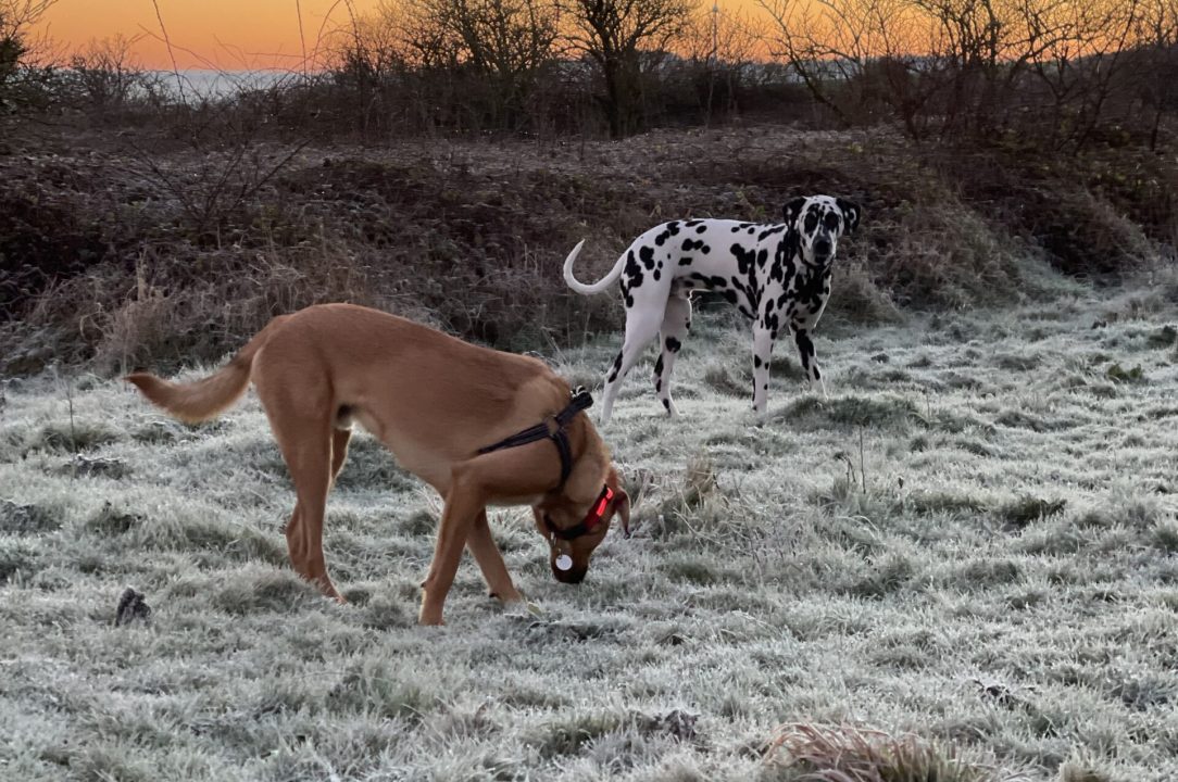 Frosty Piper and Casper